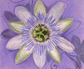Passionsblume